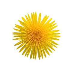 A vibrant yellow dandelion flower with numerous petals in full bloom