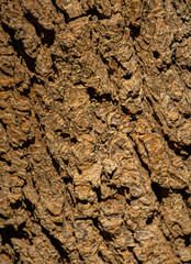 Textura Natural Corteza De &Aacute;rbol Textura org&aacute;nica detallada natural