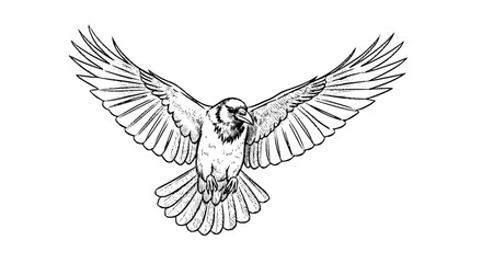 Fototapeta premium Bird Flying with Wings Spread Wide Open.