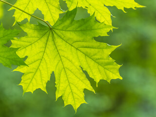 Spring branches of maple tree with fresh green leaves. Acer saccharinum, silver maple
