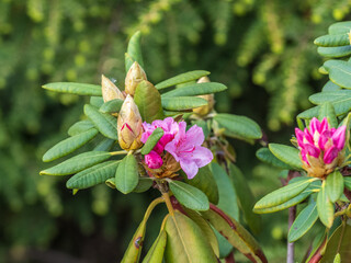 Pink flowers of Siberian rhododendron copy space. Rhododendron dauricum. Spring flowering of Altai rhododendron.