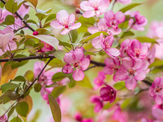 Obraz premium Fresh pink flowers of a blossoming apple tree with blured background