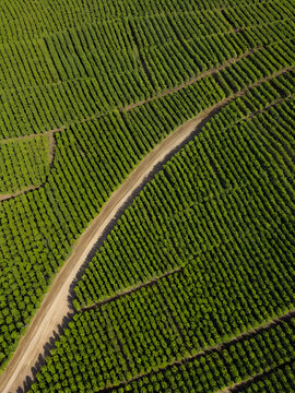 Aerial view of citriculture in Petorca in Chile, South America - plantation of citrus fruits
