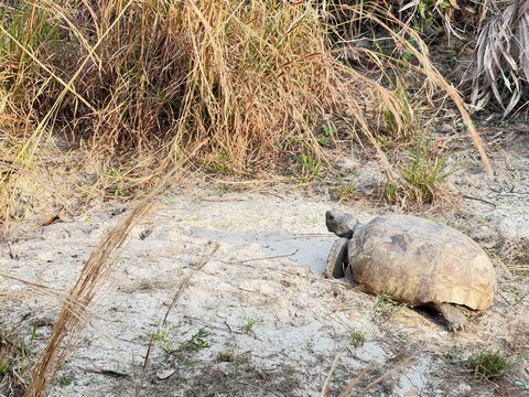 Gopher Tortoise walking to burrow in Florida