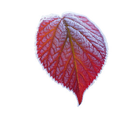 red leaf isolated on white