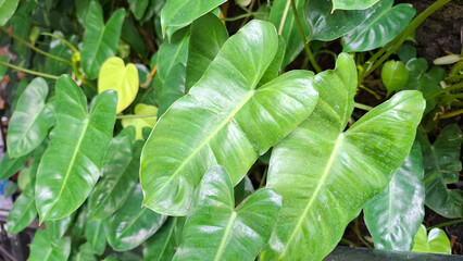 Fresh green philodendron leaves with natural heart shape texture in tropical garden for outdoor landscaping and botanical background © Rungphailin