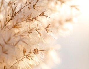 Obraz premium A close-up of fluffy, feathery plant seed heads in soft light