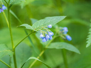 Obraz premium Beautiful blue flowers of Symphytum caucasicum, also known as Caucasian comfrey, blooming in spring park