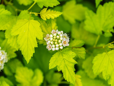 Viburnum opulus, Guelder rose. Beautiful white flowers of blooming Viburnum shrub on dark green background. Selective focus, closeup.