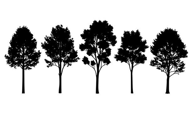 Minimalist Sycamore Tree Silhouette Bundle Forest Landscape Vector Elements