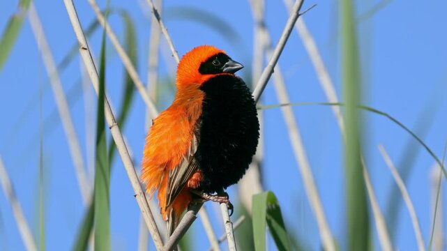 A colorful male southern red bishop (Euplectes orix) displaying with puffed feathers, South Africa