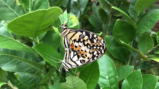 Two more male and female butterflies mate on a leaf