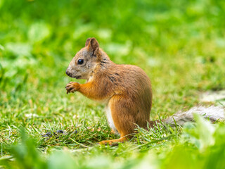 Fototapeta premium Squirrel eats a nut while sitting in green grass. Eurasian red squirrel, Sciurus vulgaris