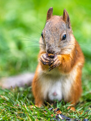 Obraz premium Squirrel eats a nut while sitting in green grass. Eurasian red squirrel, Sciurus vulgaris