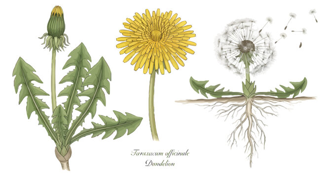 Set of 3 dandelion plant vector illustrations