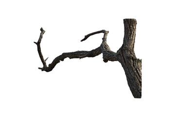 Fototapeta premium Natural branch, single branch, tree branch