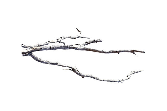 Natural branch, single branch, tree branch