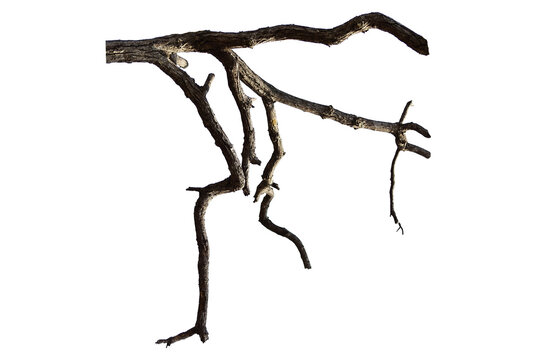 Natural branch, single branch, tree branch
