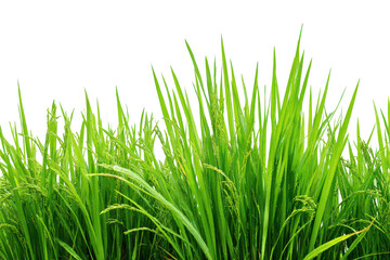 Fototapeta premium Lush green rice field set, isolated on transparent background
