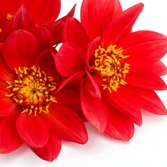 A close-up of vibrant red flowers with yellow centers