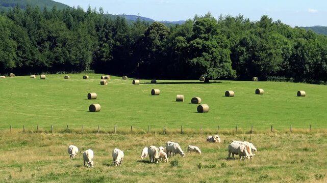 White Charolais cows graze in a green field with hay bales, surrounded by forest in the Morvan region of France on a sunny day.