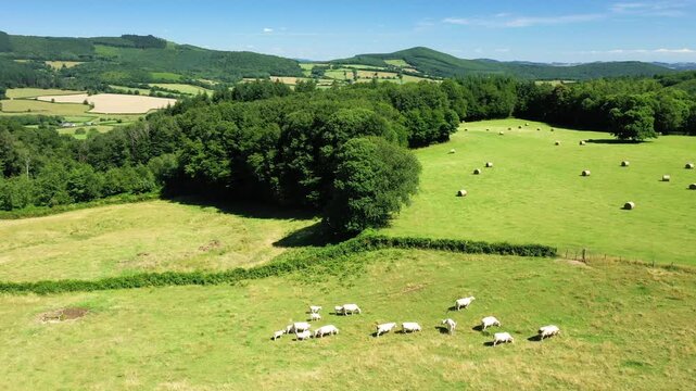 Aerial view of cows grazing in a lush green pasture with hay bales and rolling hills in the Morvan region of France on a sunny summer day.