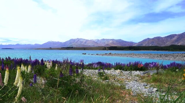 Lake Tekapo Springtime morning Lupin Field flowers Summer November December New Zealand South Island sunny blue sky clouds Mackenzie Basin Southern Alps snow covered peaks nature landscape pan right