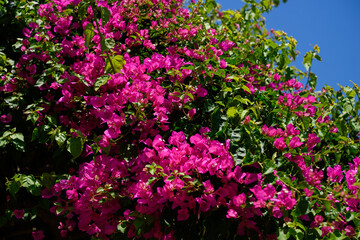 Fototapeta premium Lush, bright pink bougainvillea dappled in sunlight in Mediterranean landscape. Genus of evergreen plants in Nyctaginaceae family.