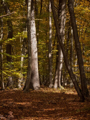 Obraz premium Autumn in Romania's forests. Sunlight filters through golden leaves, illuminating tall trees and a carpet of fallen foliage. 