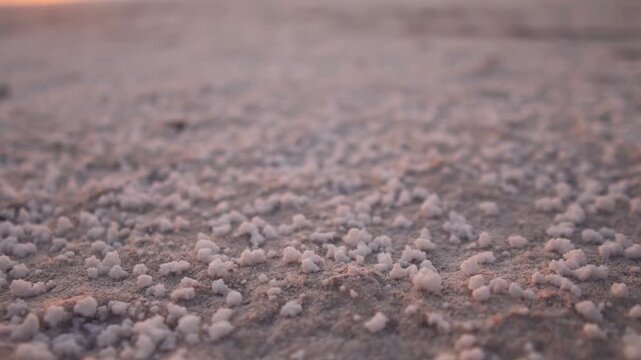 Closeup macro shot of sea rock salt crystals in the land in the desert of Rann of Kutch in Kutch, Gujarat, India. Salt crusts on the shores of the Greater rann of Kutch, Salt farming background.