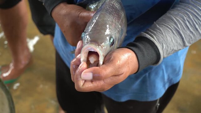Nile Tilapia Eggs in Mouth on Farmer&rsquo;s Hand 4K &ndash; Mouthbrooding Breeding Process in Aquaculture Hatchery and Sustainable Fish Farming Concept

