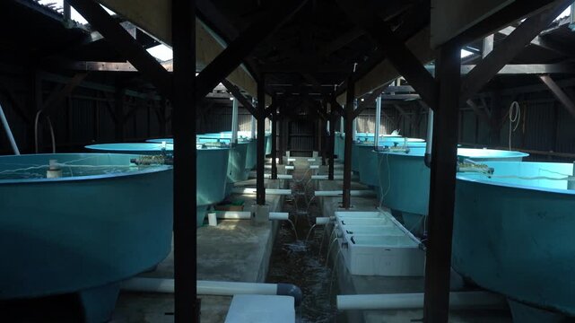 Fish Rearing Tank in Recirculating Aquaculture System 4K &ndash; Modern RAS Technology, Sustainable Seafood Production and Smart Fish Farming Industry
