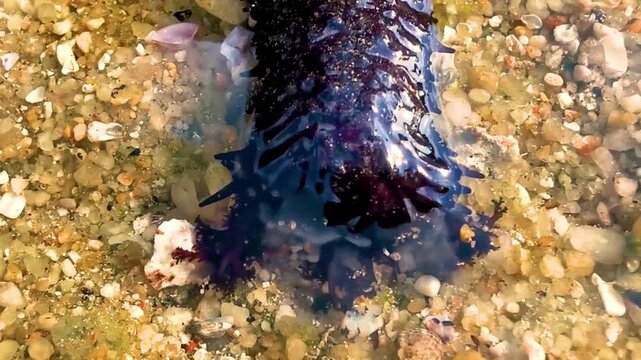 Black long sea cucumber cucumbers lie on beach under rocks.