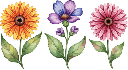 Colorful Daisy and Wildflower Collection with Yellow Purple and Pink Blossoms Botanical Vector Illustration Isolated on White