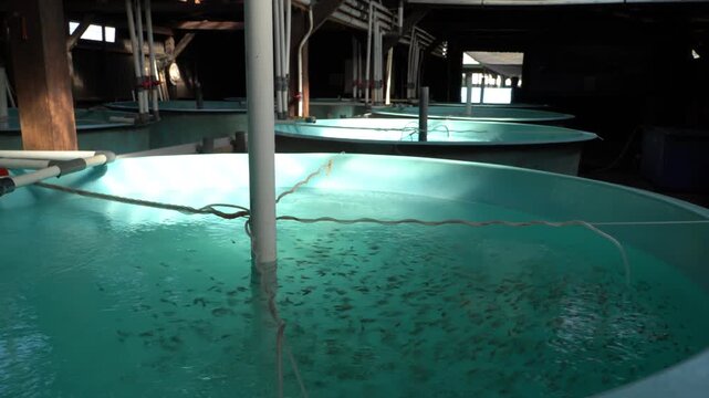 Fish Rearing Tank in Recirculating Aquaculture System 4K &ndash; Modern RAS Technology, Sustainable Seafood Production and Smart Fish Farming Industry