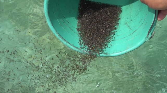 Releasing Fish Eggs into Hatchery Tank 4K &ndash; Aquaculture Breeding Process, Fish Seed Production and Sustainable Seafood Industry Concept