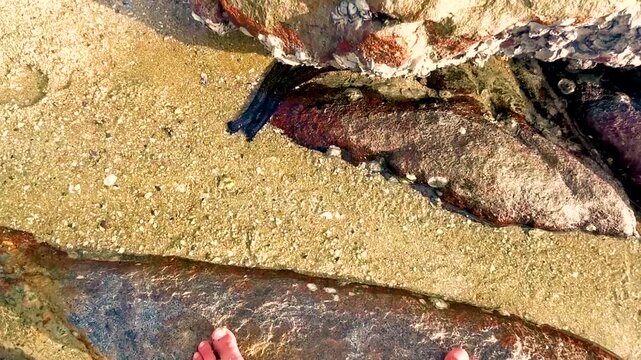 Black long sea cucumbers compared to male feet on beach rocks.