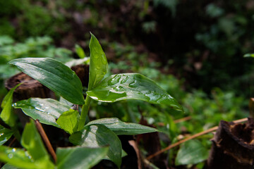 Obraz premium Close-up of crystal clear raindrops on green leaves after rain