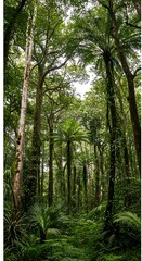 Fototapeta premium Emerald Canopy: Lush Rainforest Path