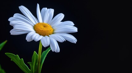 Delicate White Daisy Flower against Dark Background with Vibrant Yellow Center and Lush Green Leaves