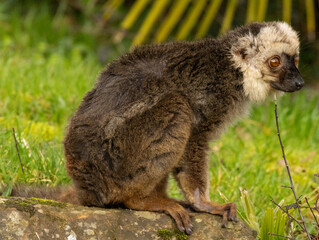 Fototapeta premium lémur à front blanc