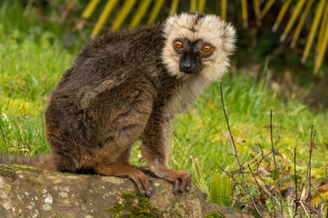 Fototapeta premium lémur à front blanc
