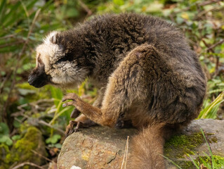 Fototapeta premium lémur à front blanc
