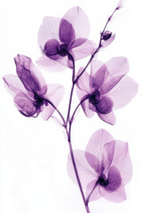 Obraz premium Transparent orchid purple flower floral xray delicate petal botanical art minimal design fine line white background nature detail elegant bloom graceful transparent orchid purple flower floral