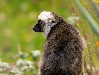 Fototapeta premium lémur à front blanc