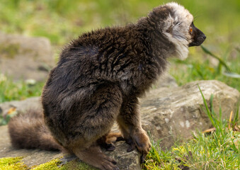 Fototapeta premium lémur à front blanc