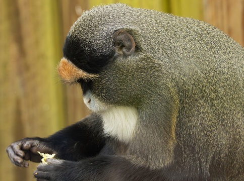 Cercopith&egrave;que de Brazza