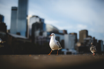 alongside the melbourne bay