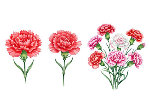 Vector illustration set of red and pink carnation flowers, isolated single blooms and a beautiful bouquet for Mother's Day, floral design elements
