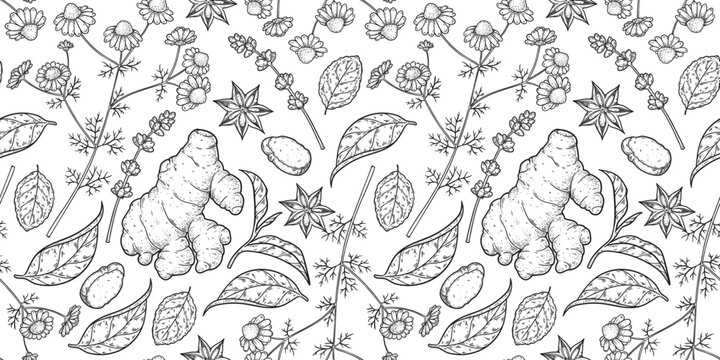 Medicinal herbs seamless pattern. Vector drawing illustration. Engraved style. Herbs and spice background